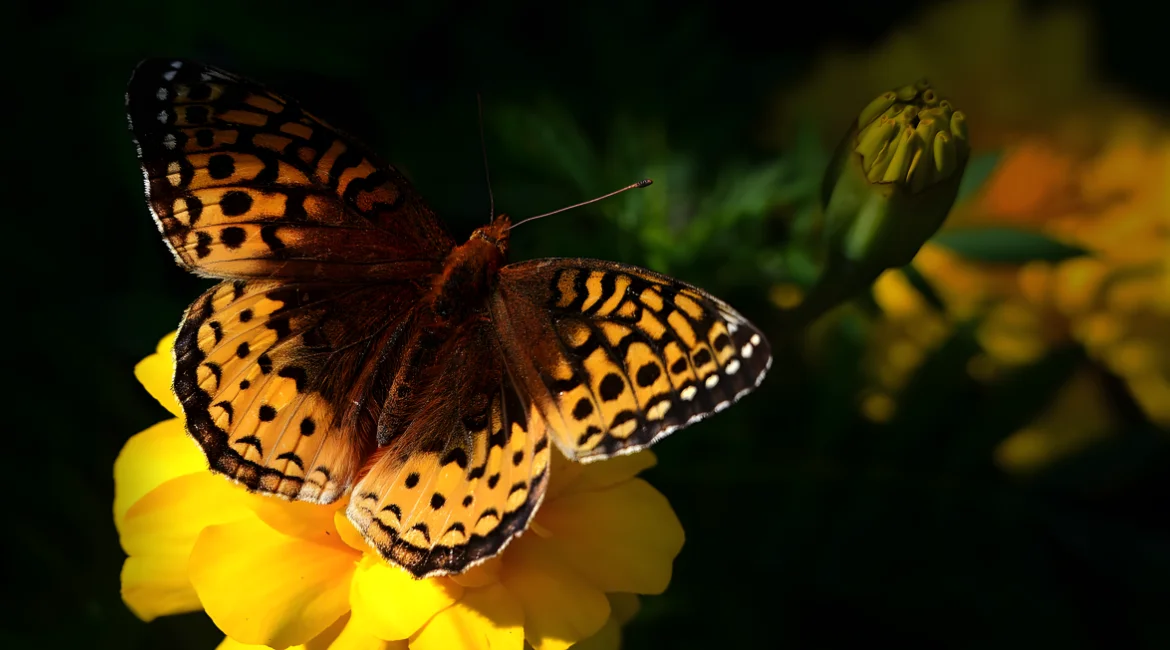 Poema Biodiversidade