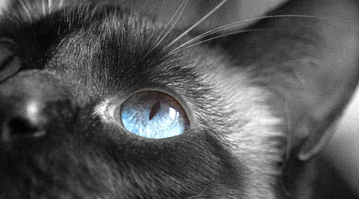 Compañía en blanco y negro